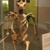 Homo erectus fossil yields secrets long thought to be beyond genetics