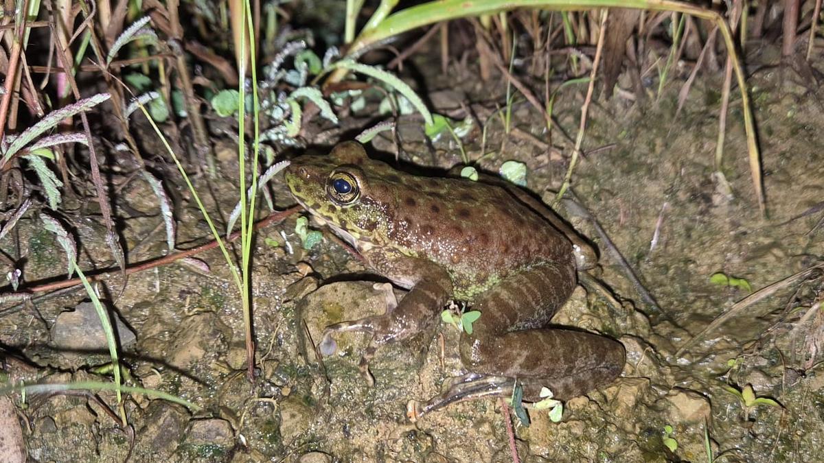 Nagaland yields a new-to-science cascade frog species