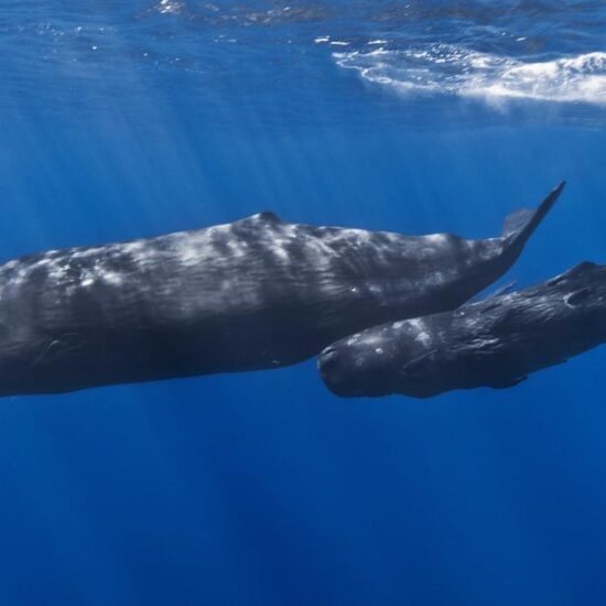 Sperm whale ‘clicks’ have complex patterns similar to human speech