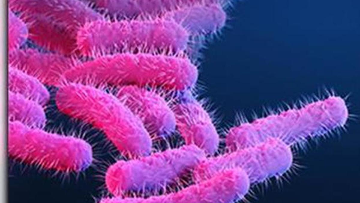Shigellosis cases rise to 16 in Kerala’s Wayanad; Health department steps up surveillance