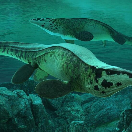 Fearsome dinosaur-era marine reptile was T. rex of the sea