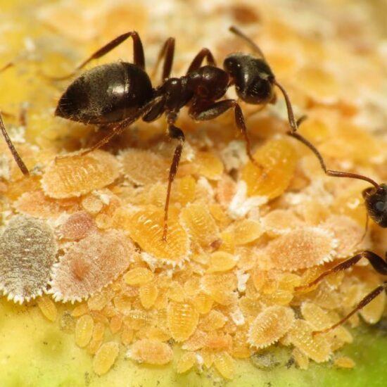 How ants cope with disease outbreaks