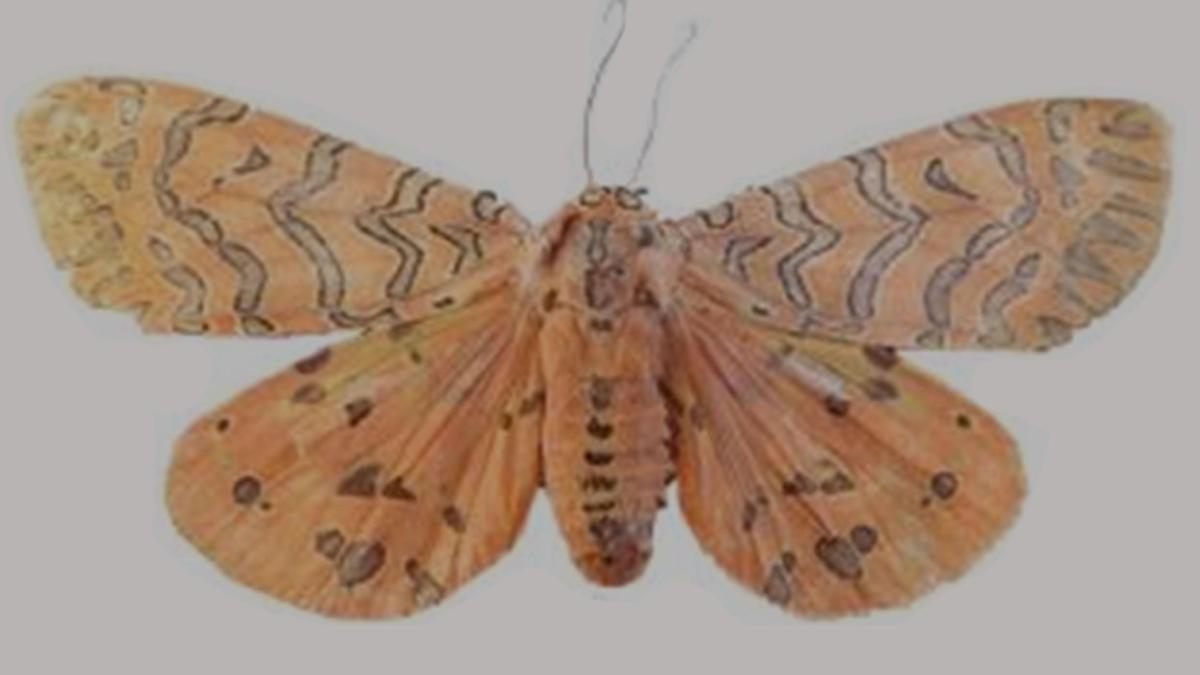 Discovery of new moth genus in Kerala’s Idukki highlights Western Ghats’ hidden biodiversity