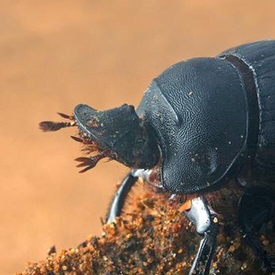 Science Snapshots: May 31, 2026